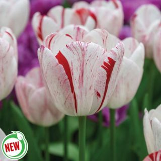 One Direction Tulip Thumbnail